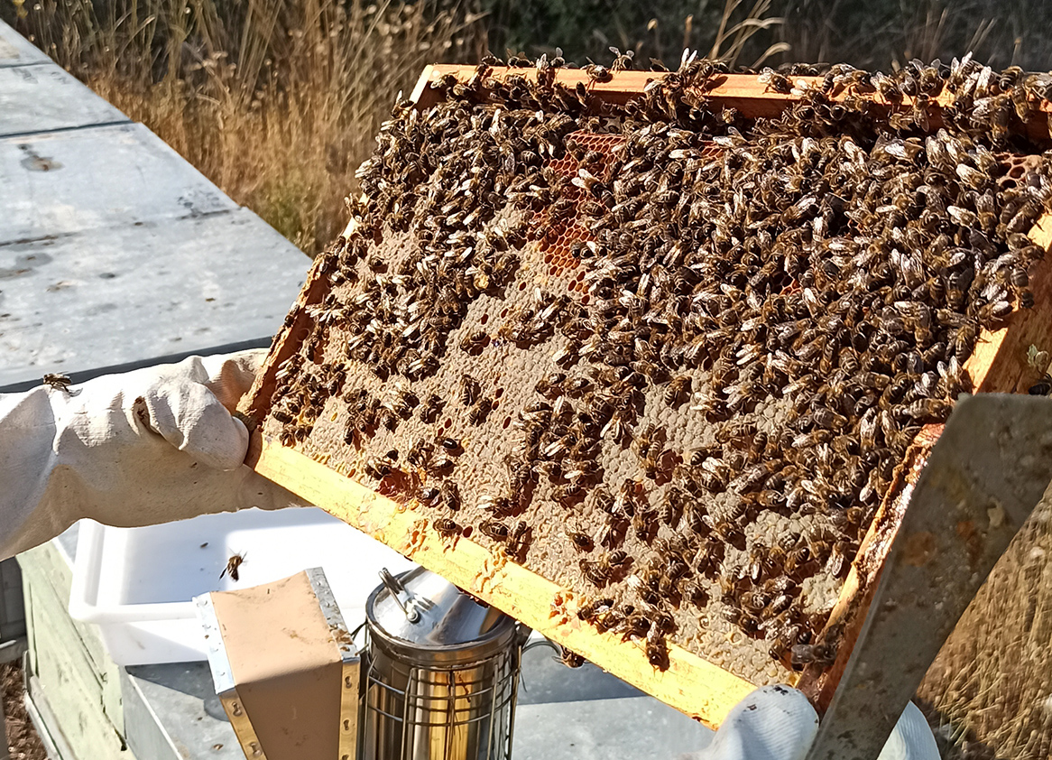 Alimentar les abelles amb fongs millora el seu sistema immunitari